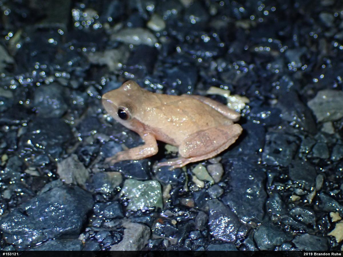 Spring Peeper