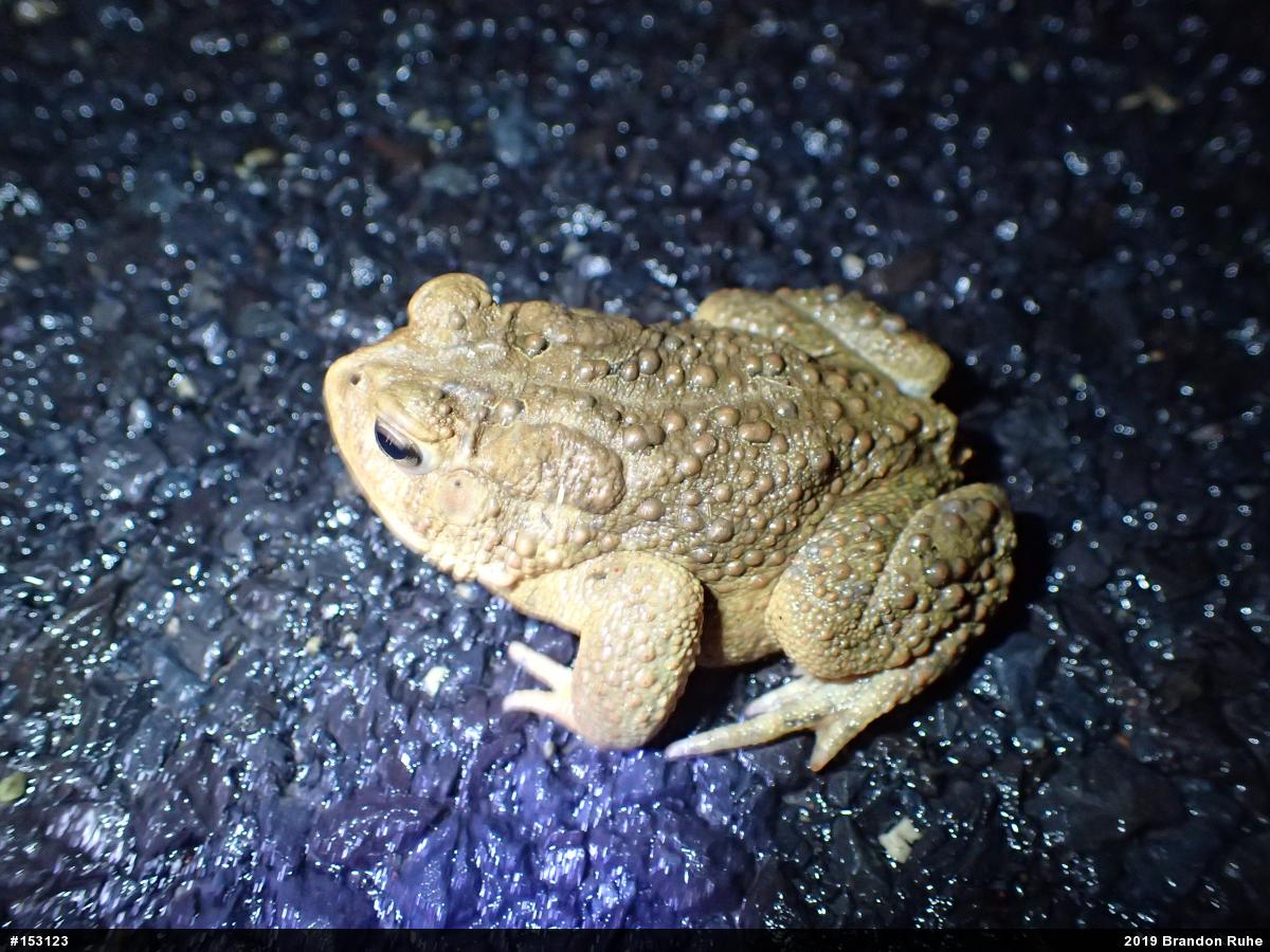 Eastern American Toad