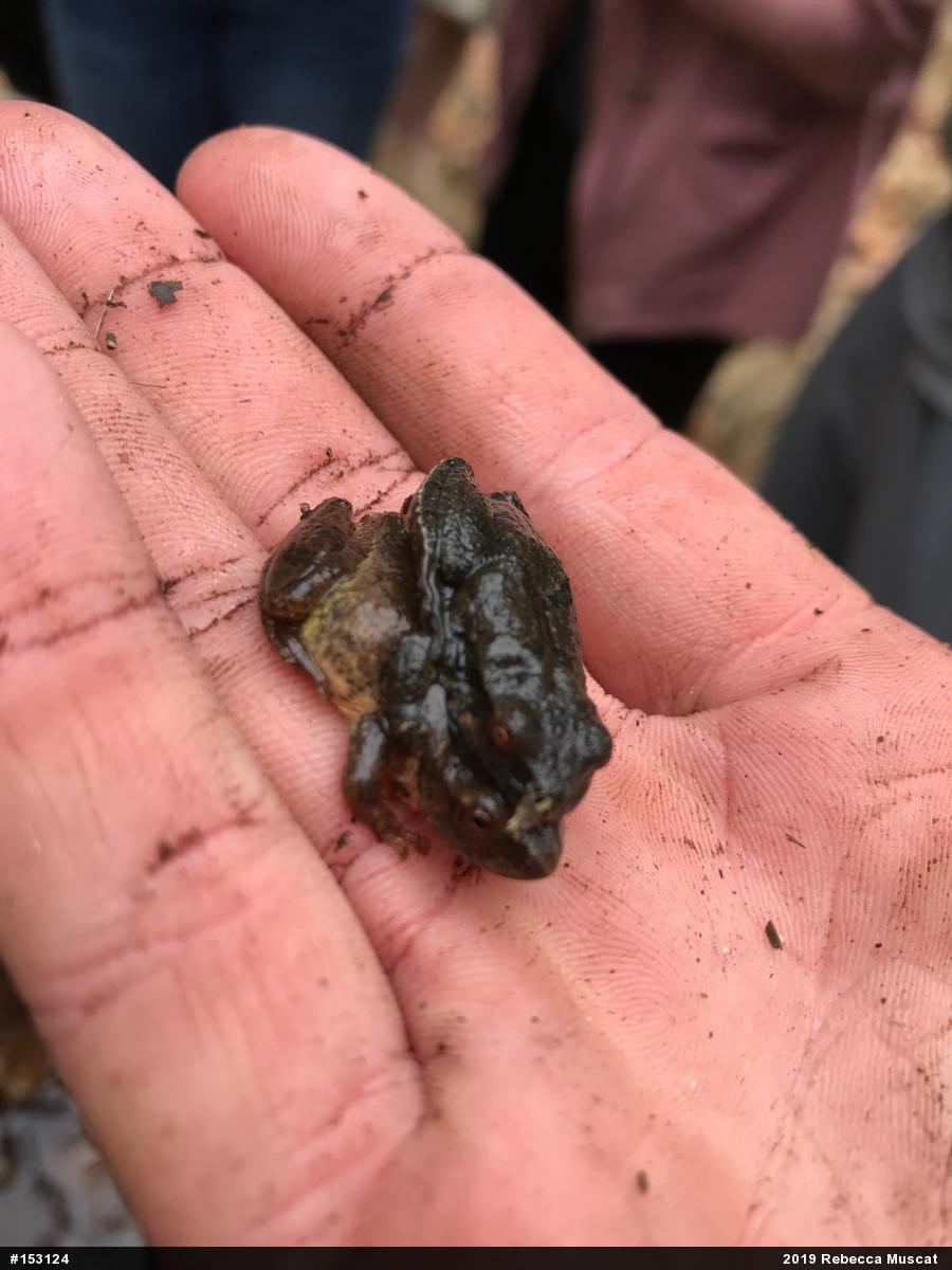 Spring Peeper