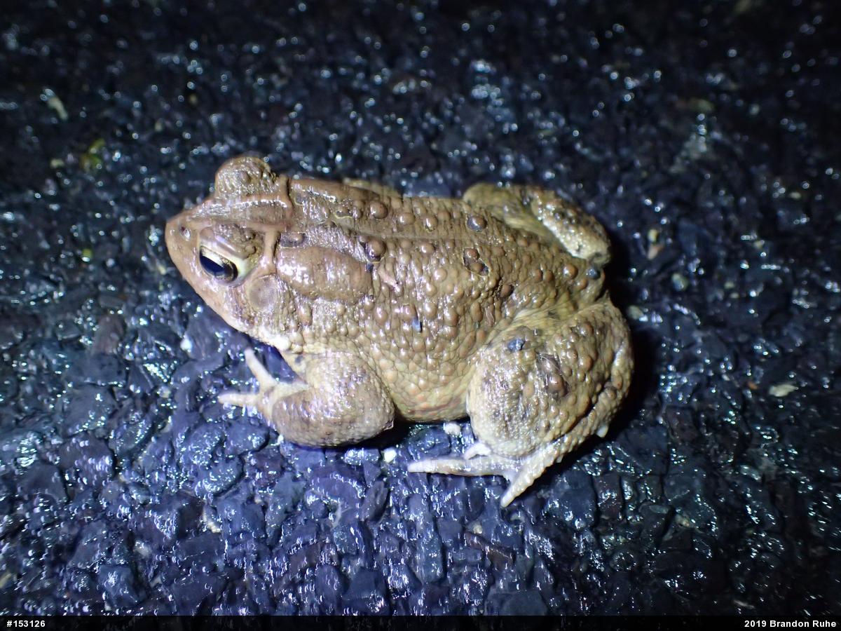 Eastern American Toad
