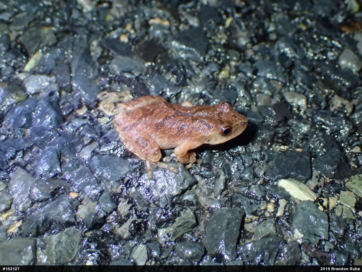 Spring Peeper
