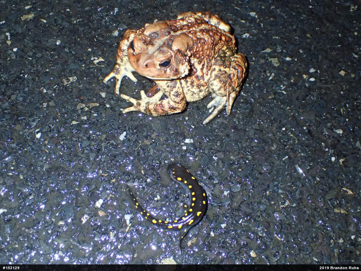 Spotted Salamander