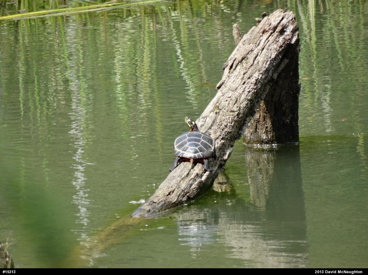 Eastern Painted Turtle