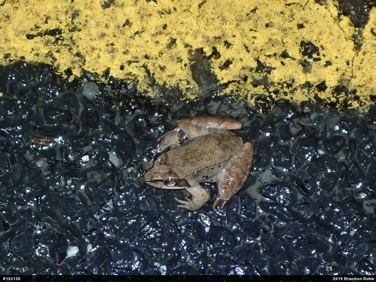 Wood Frog