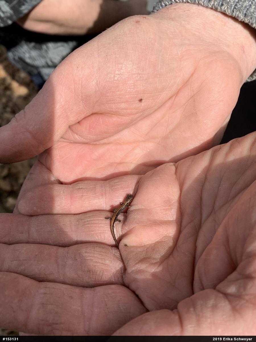 Eastern Red-backed  Salamander