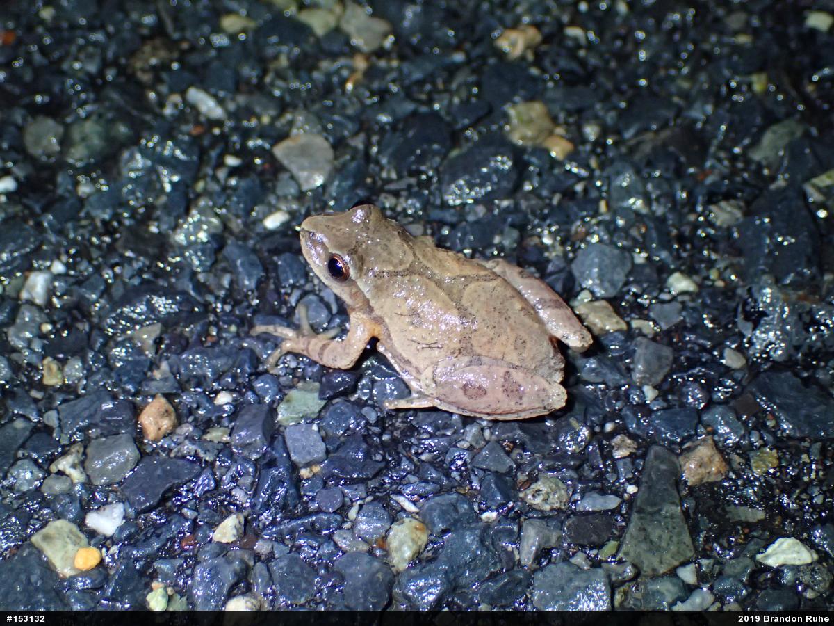 Spring Peeper
