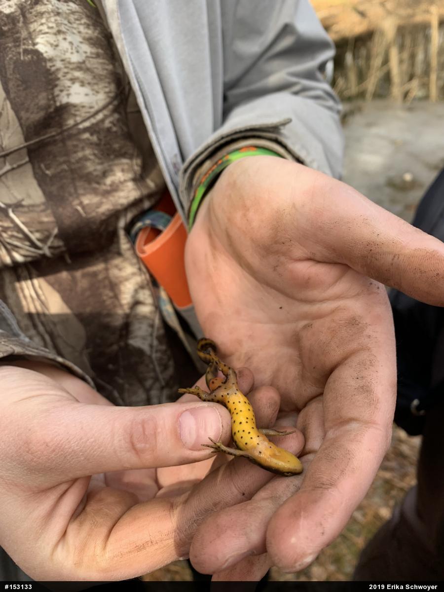 Red-spotted Newt