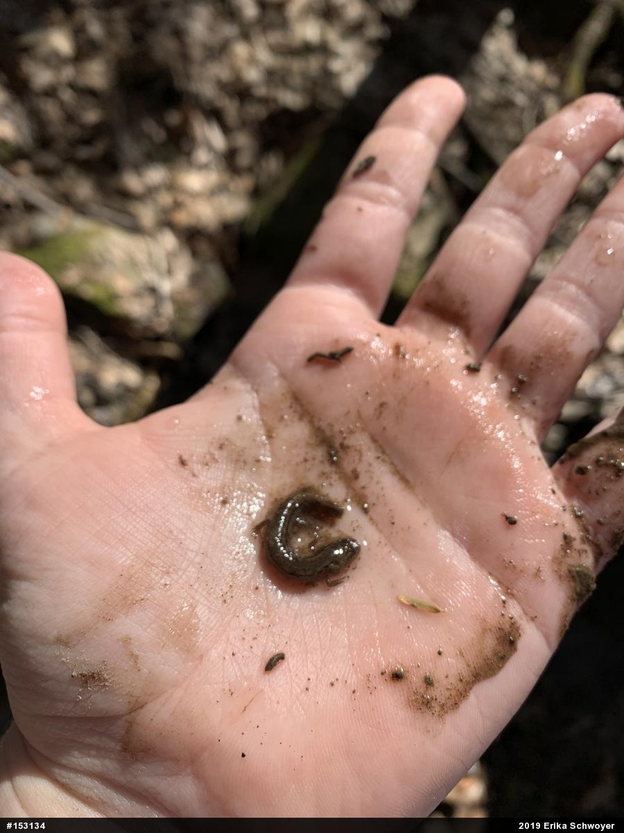 Northern Two-lined Salamander