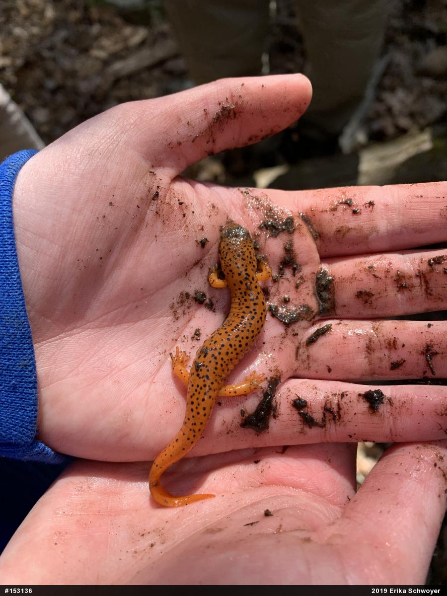 Northern Red Salamander