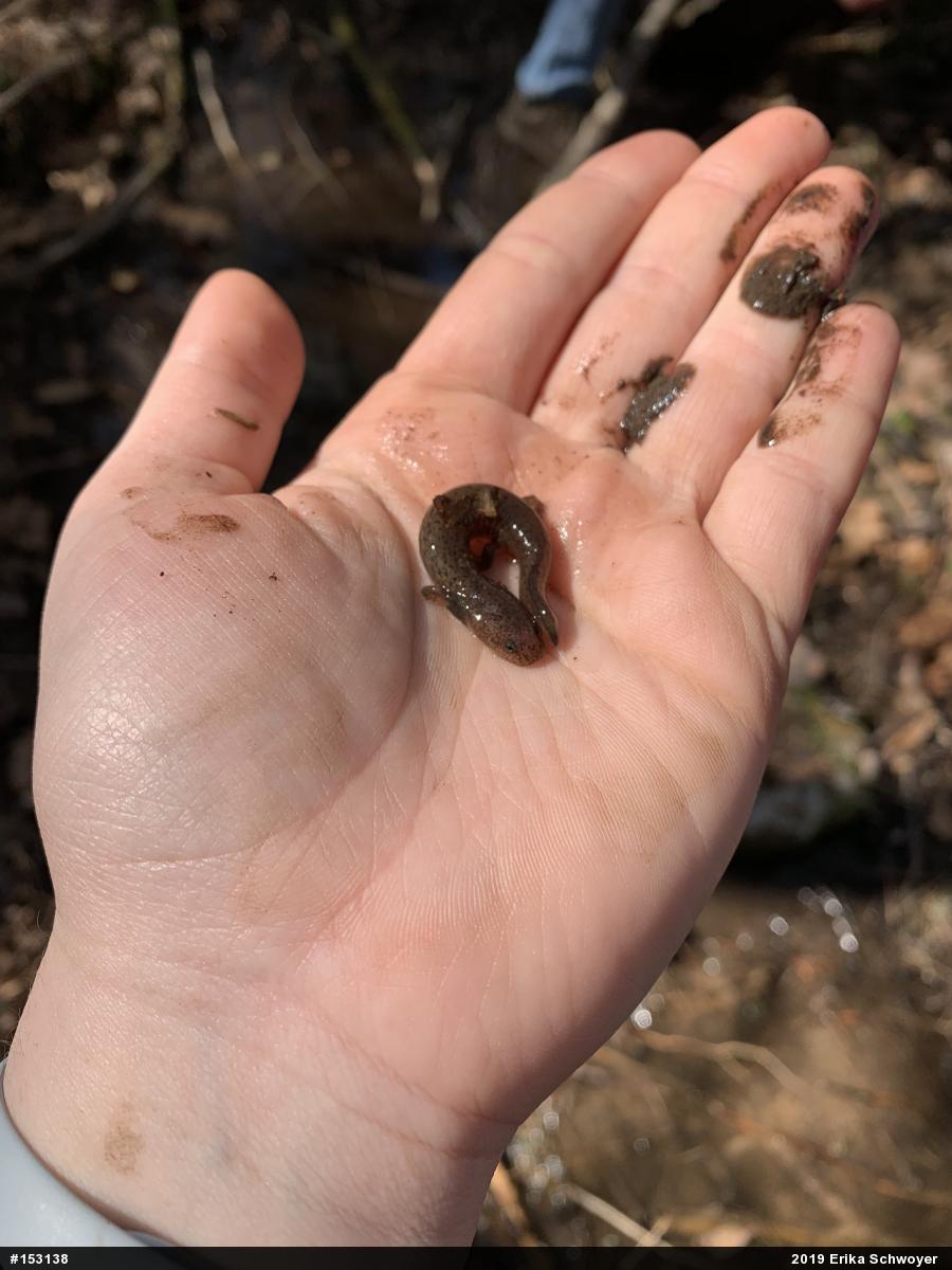Northern Red Salamander