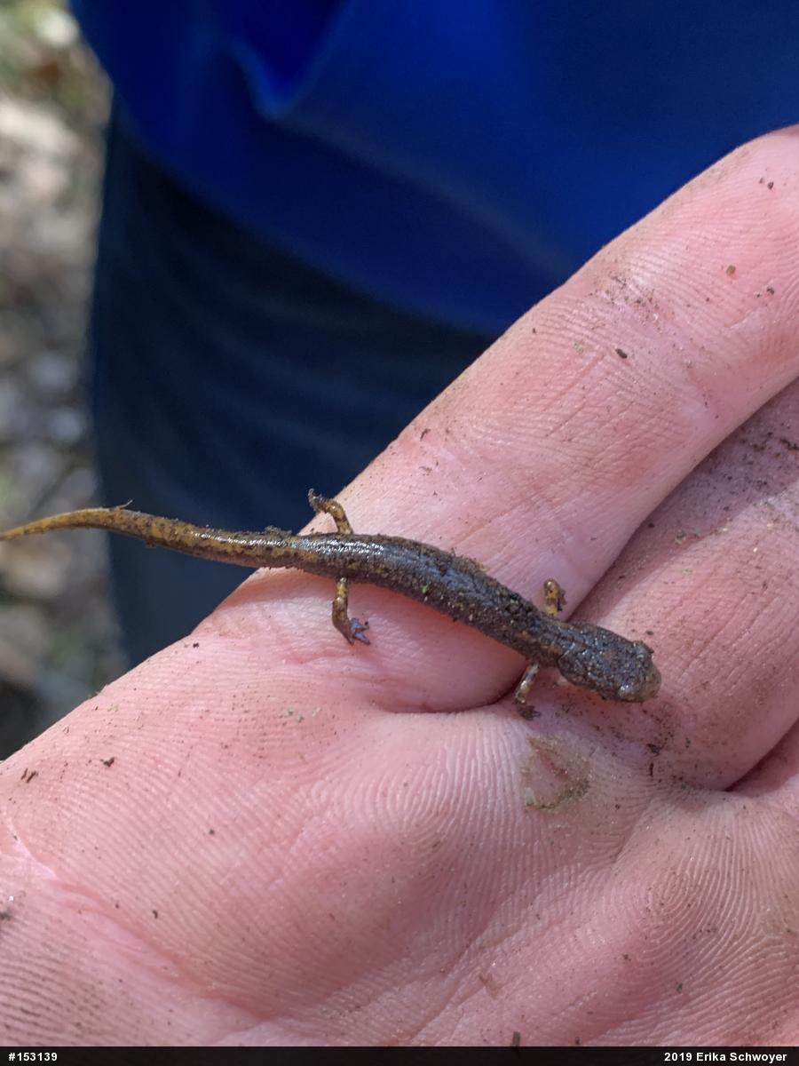 Four-toed Salamander
