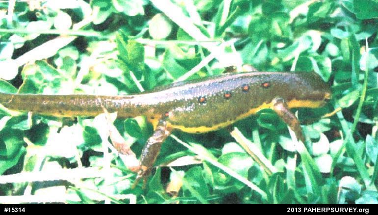 Red-spotted Newt