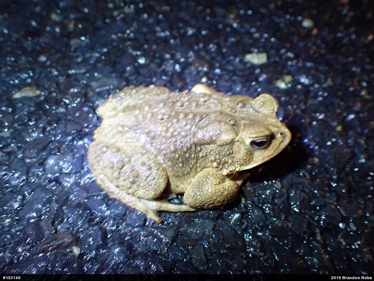 Eastern American Toad