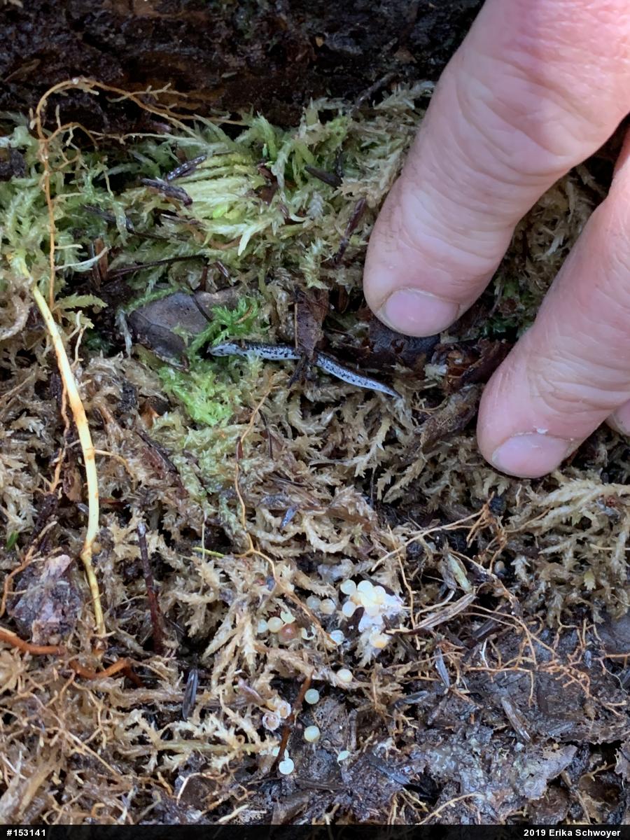 Four-toed Salamander