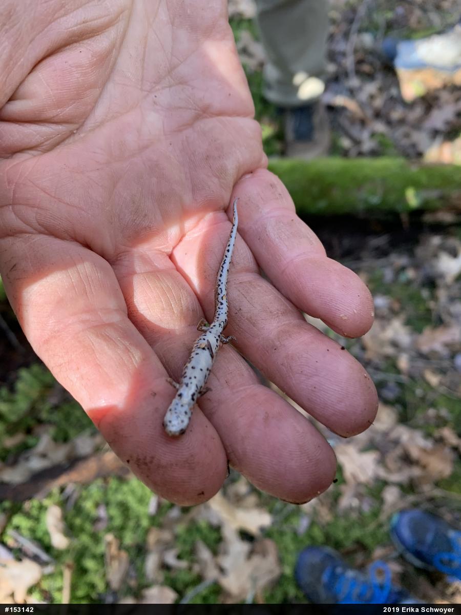 Four-toed Salamander