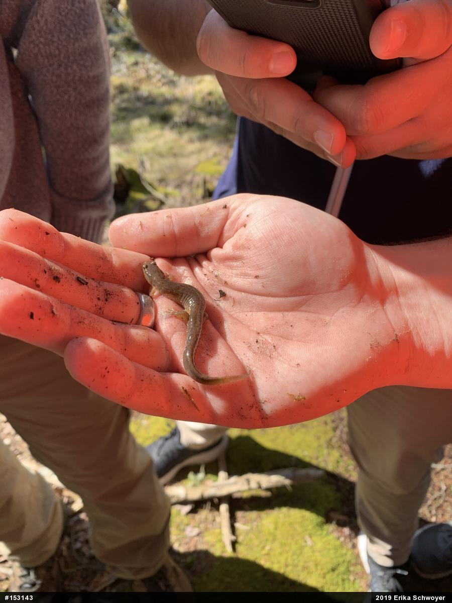 Northern Dusky Salamander