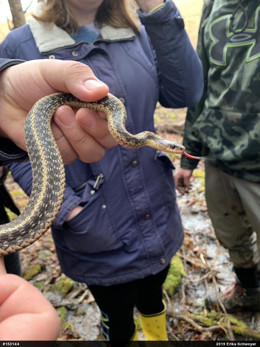 Eastern Gartersnake