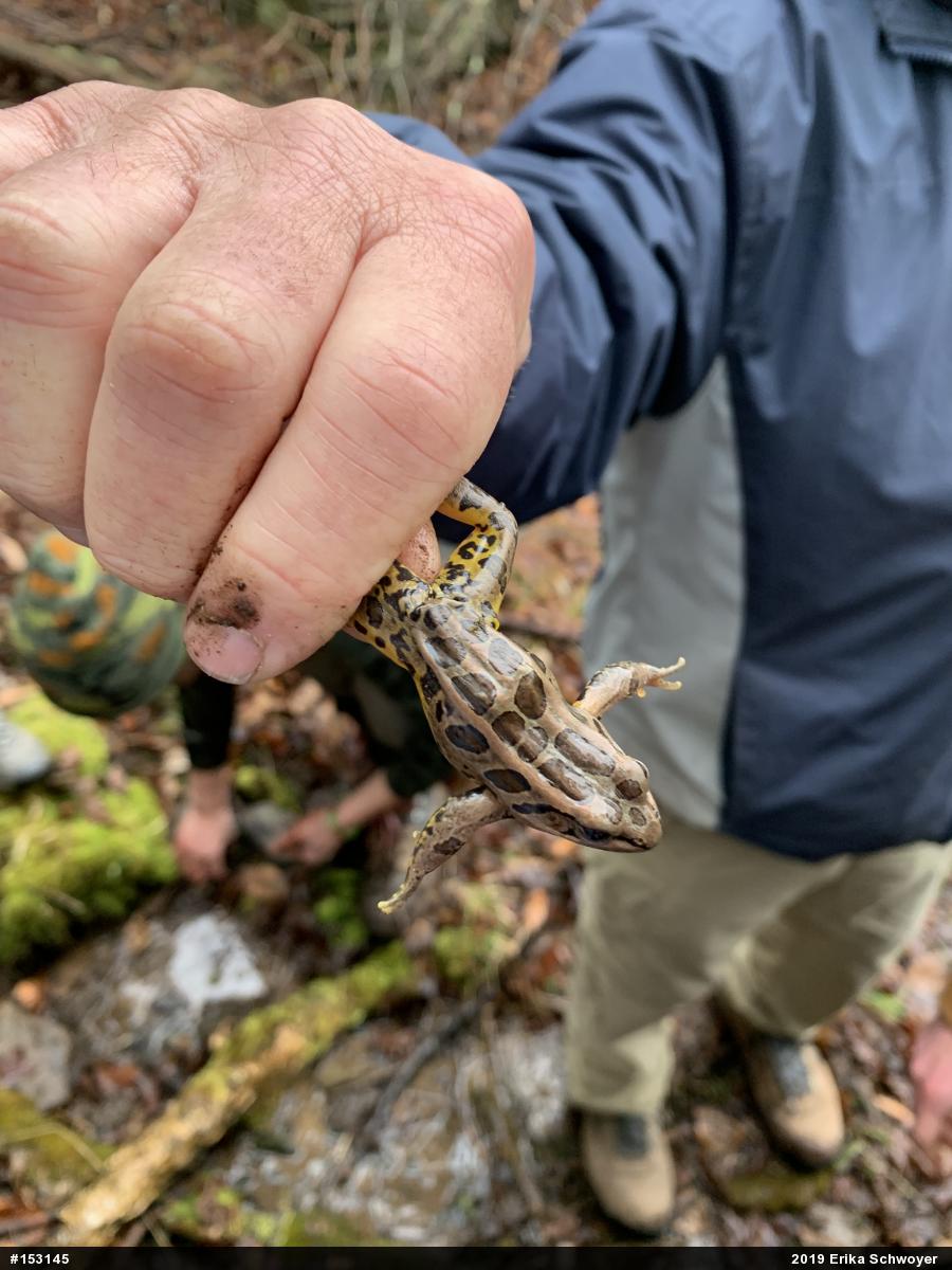 Pickerel Frog