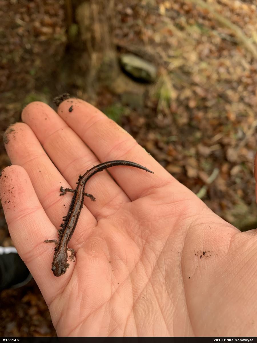 Eastern Red-backed  Salamander