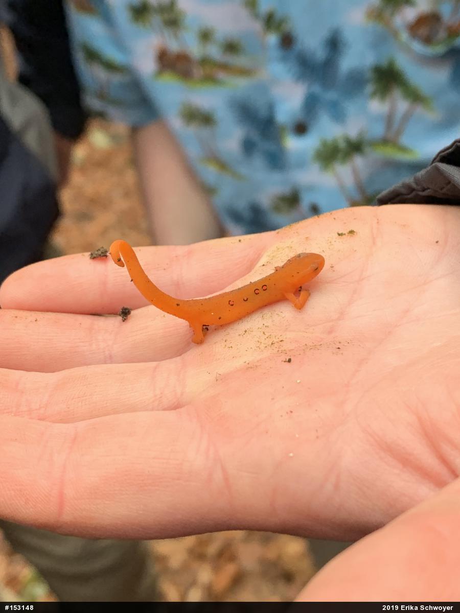 Red-spotted Newt