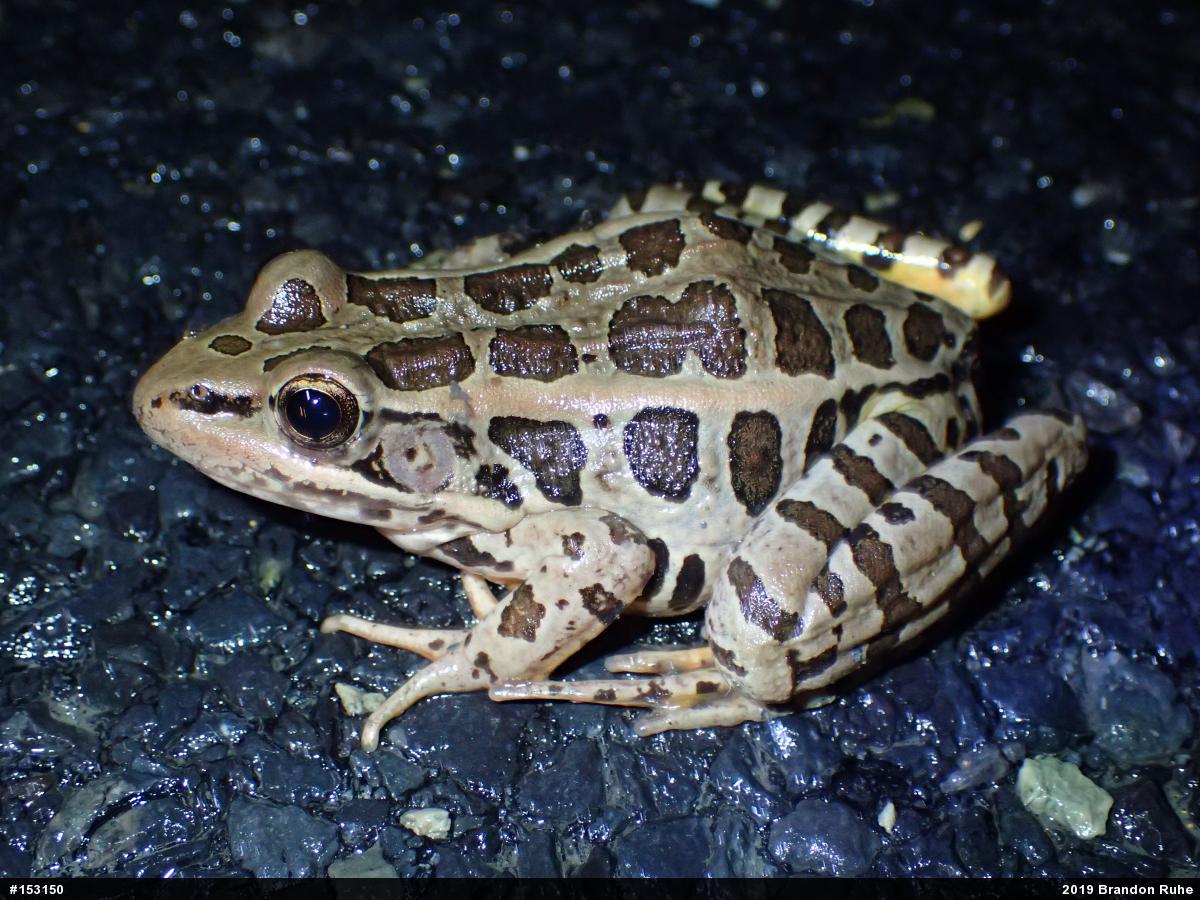 Pickerel Frog