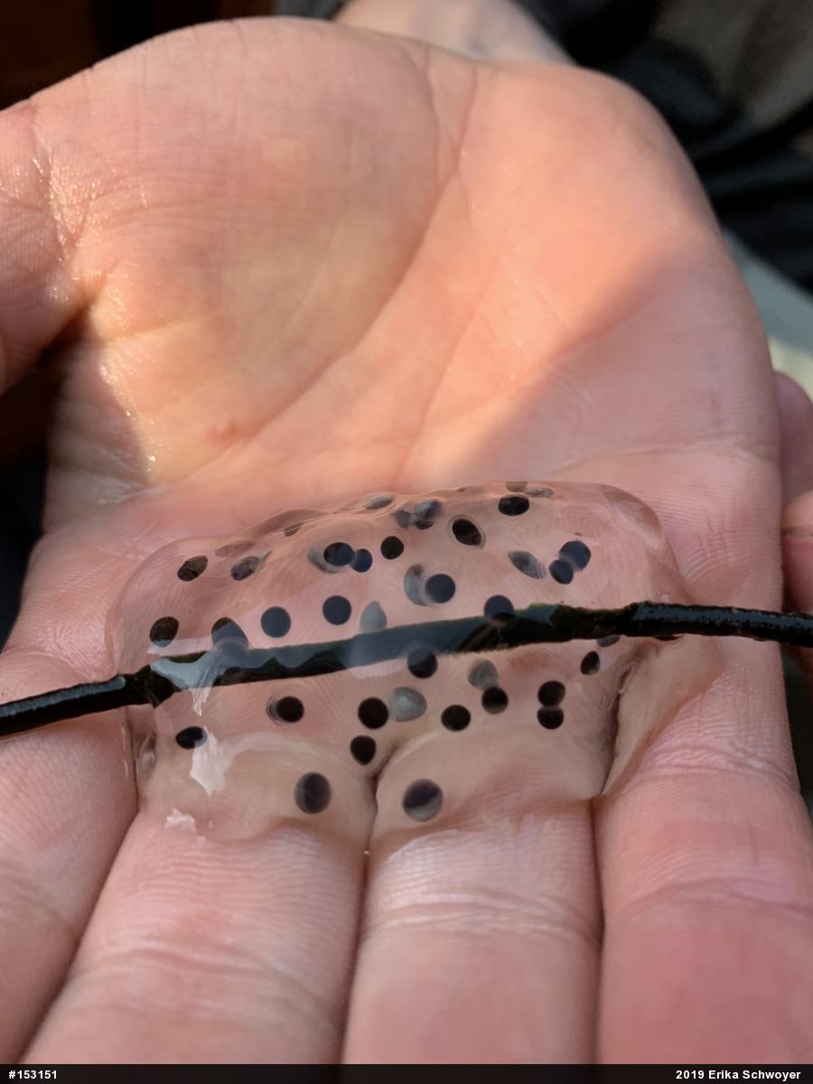 Jefferson Salamander