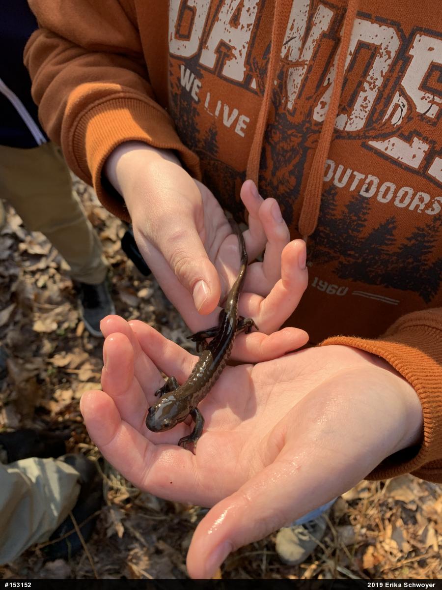 Jefferson Salamander