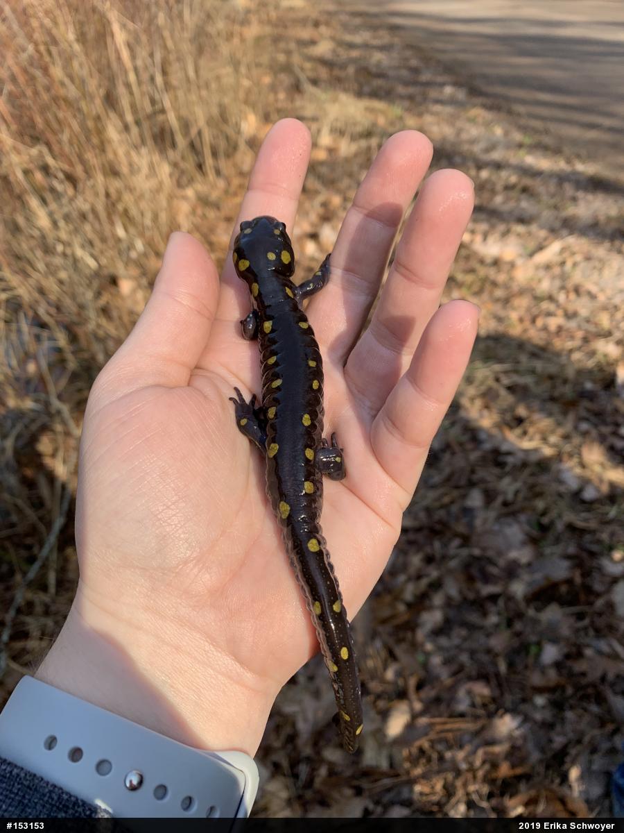 Spotted Salamander