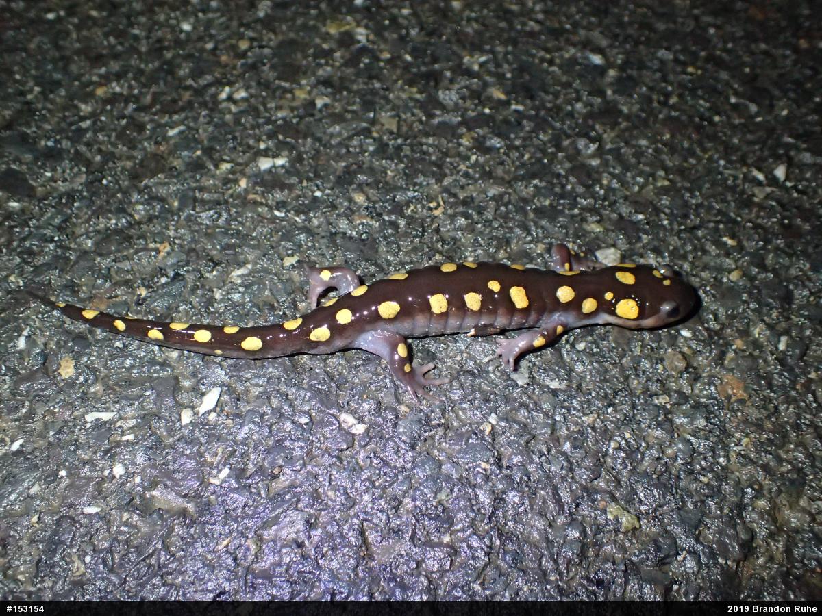 Spotted Salamander