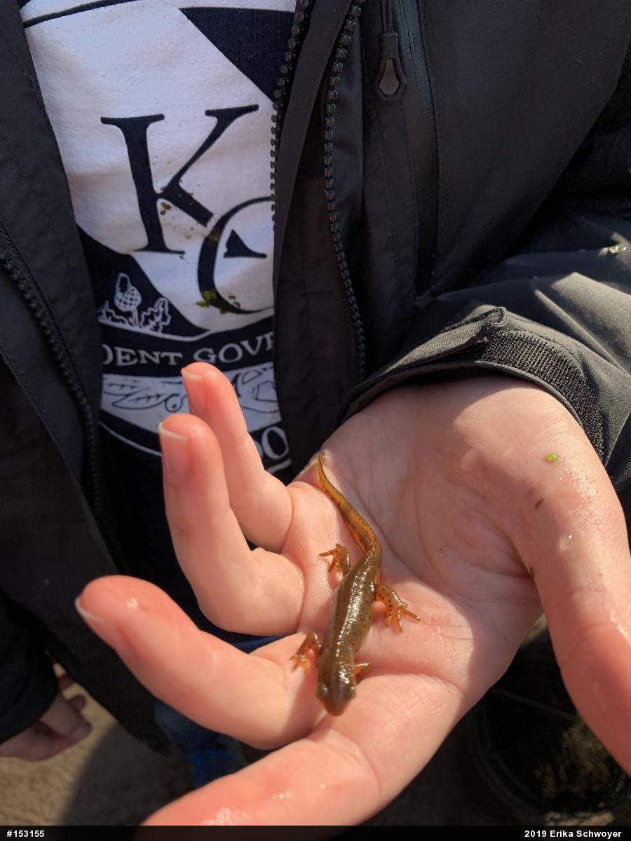 Red-spotted Newt