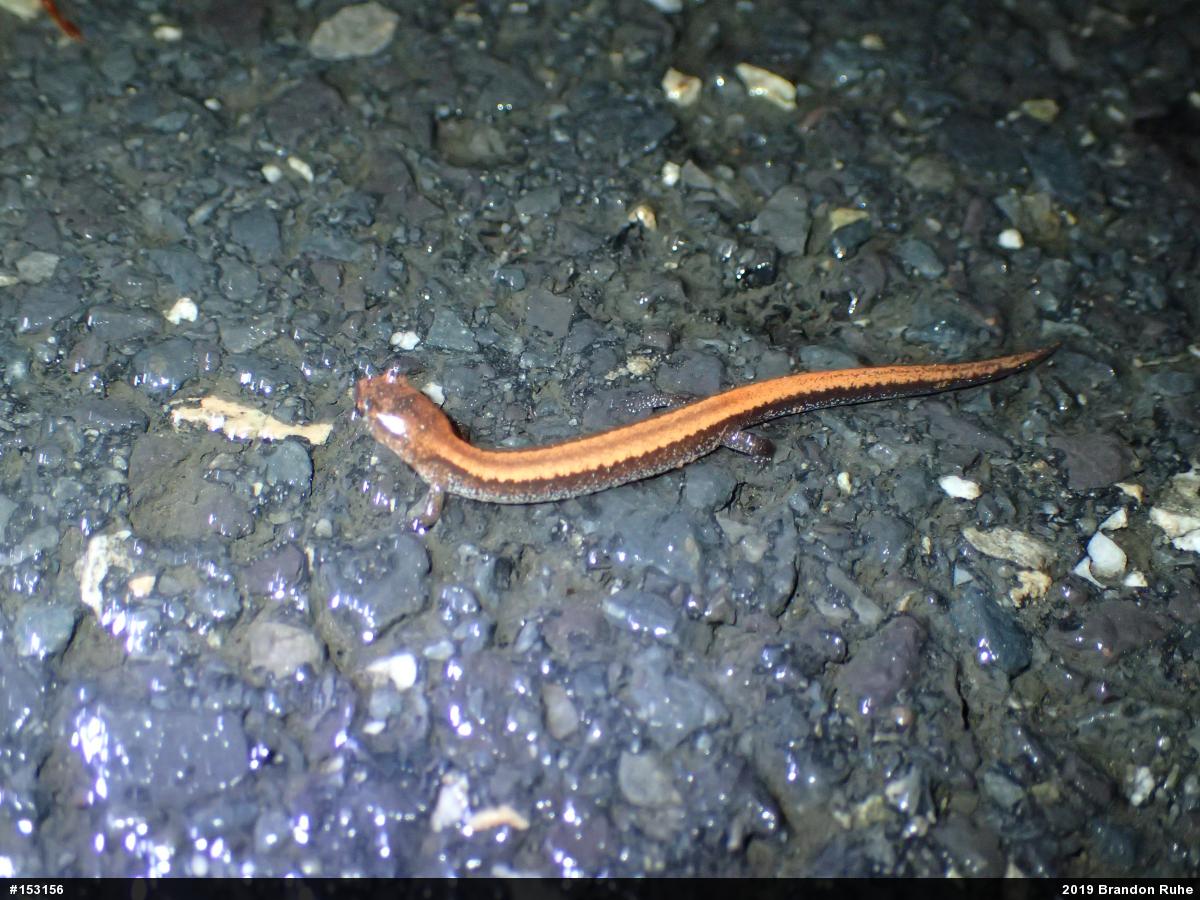 Eastern Red-backed  Salamander