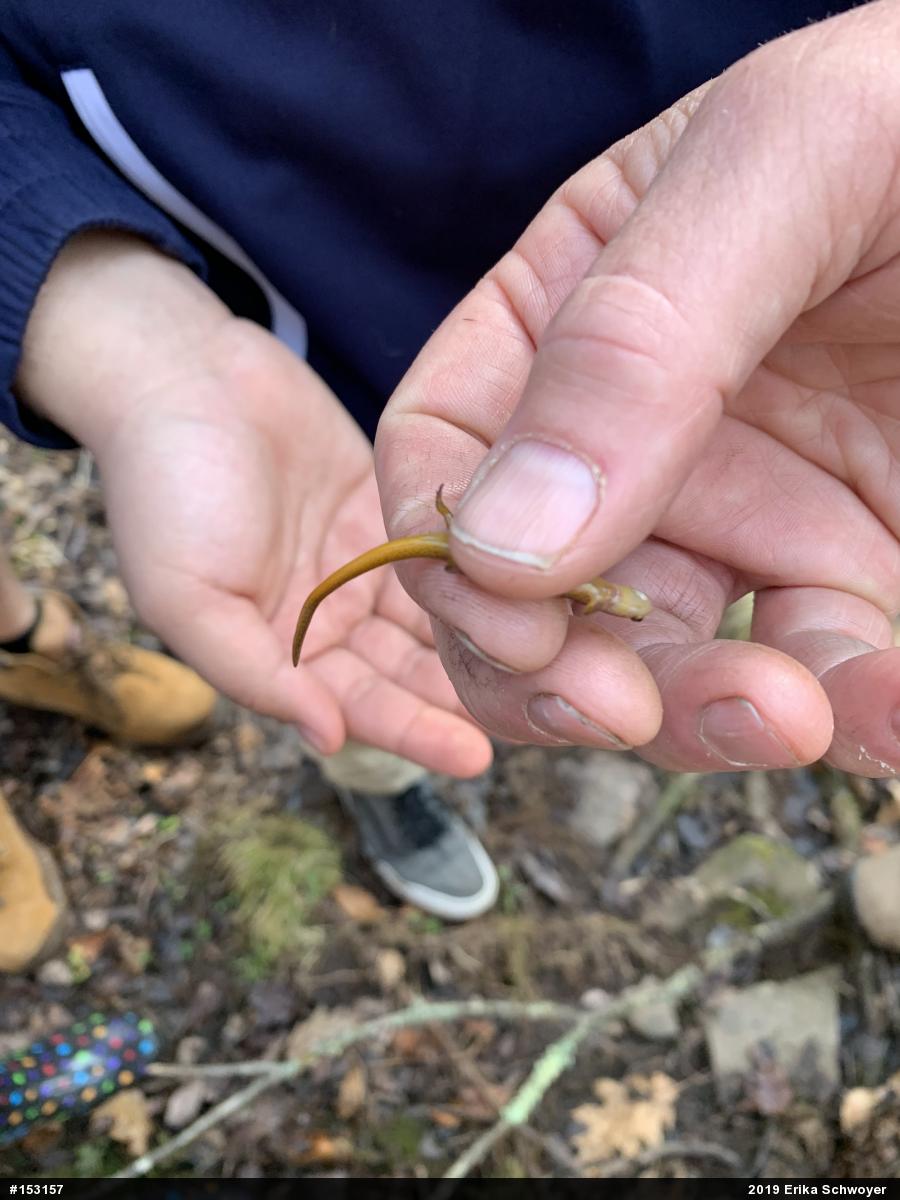 Northern Two-lined Salamander