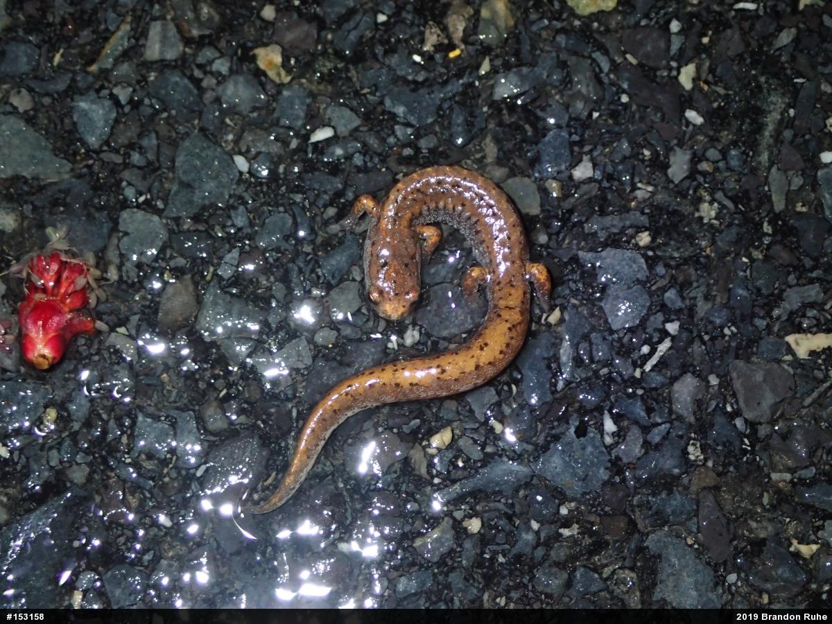 Four-toed Salamander