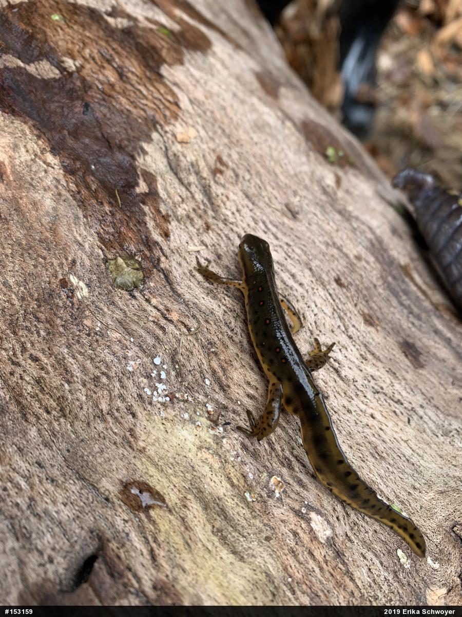 Red-spotted Newt