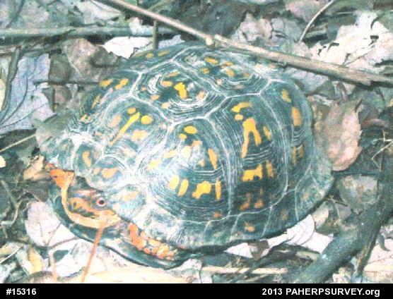 Eastern Box Turtle