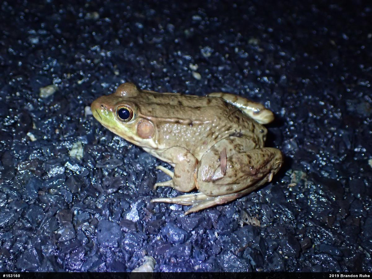 Green Frog