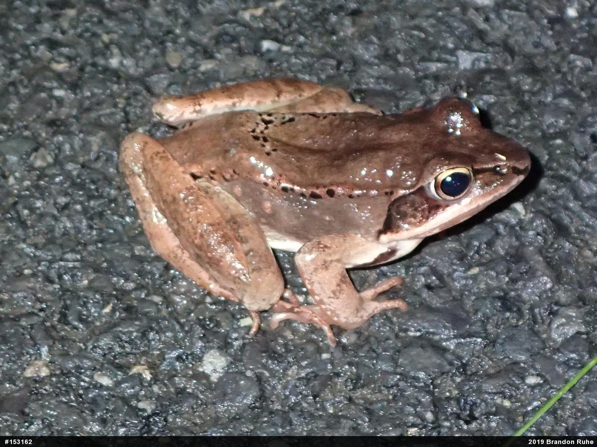 Wood Frog