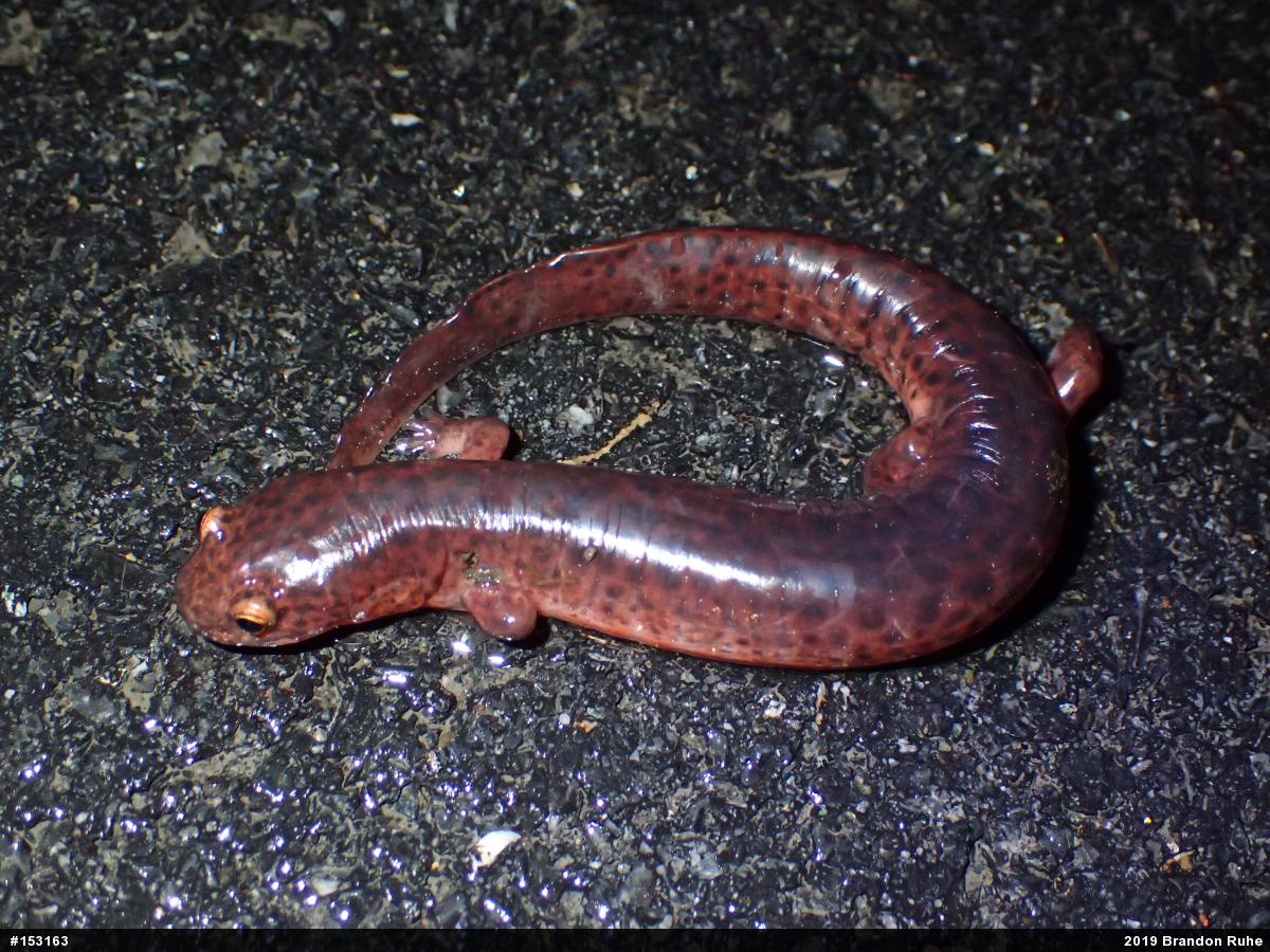 Northern Red Salamander