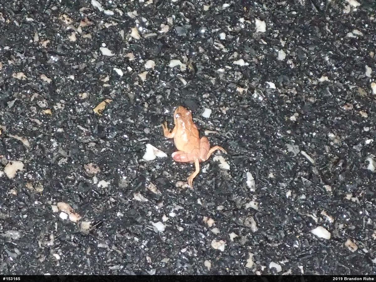Spring Peeper