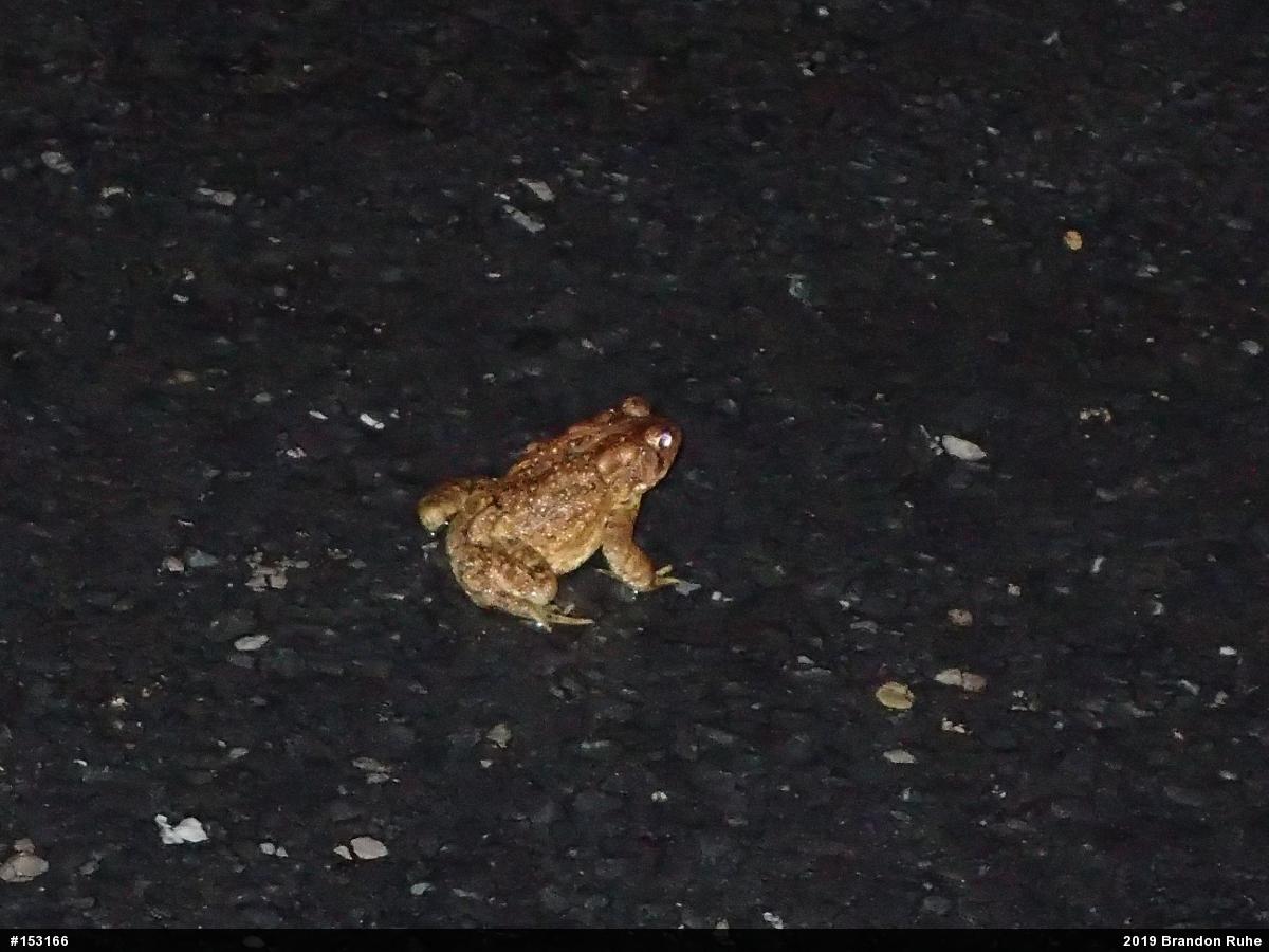 Eastern American Toad