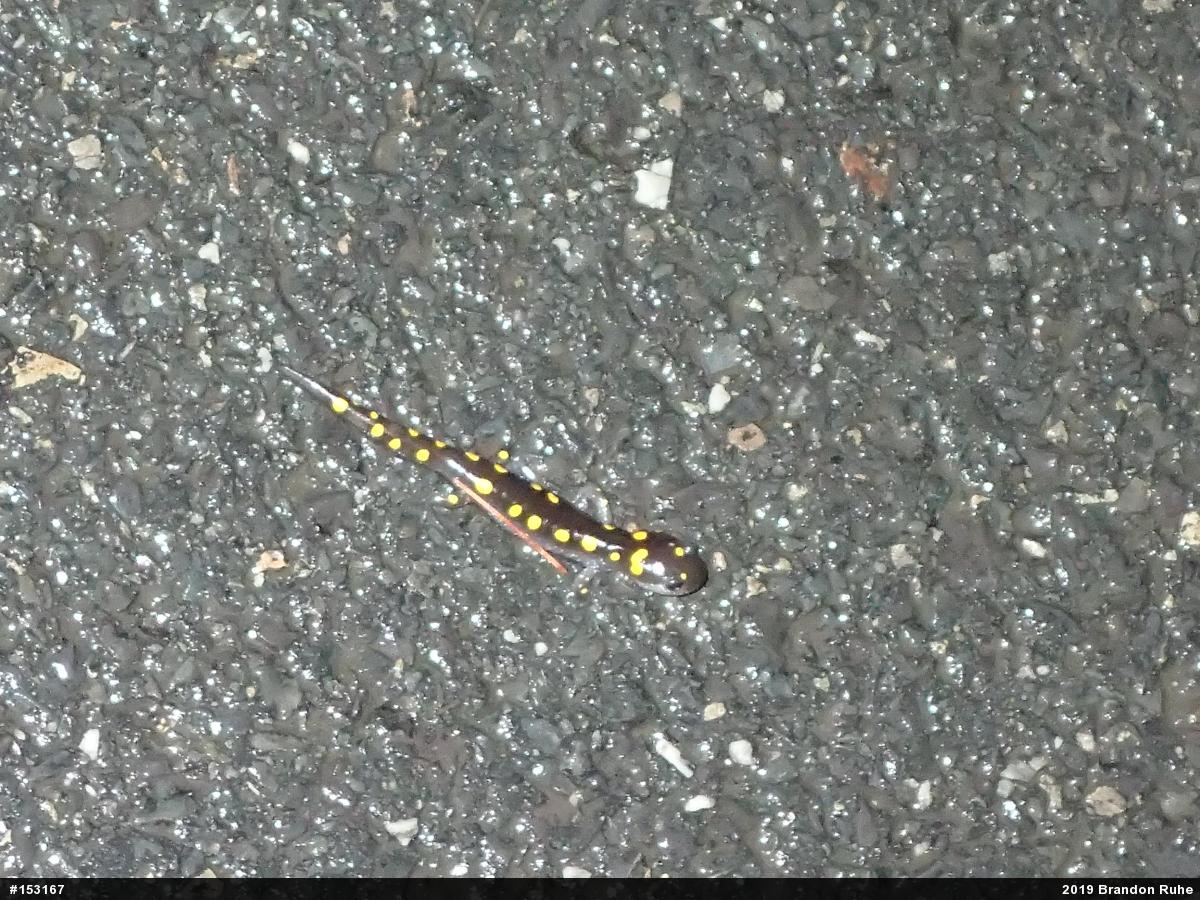 Spotted Salamander