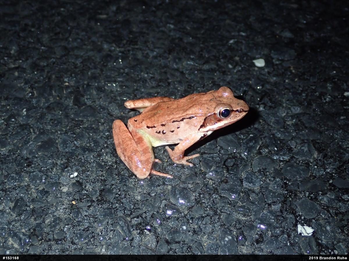 Wood Frog