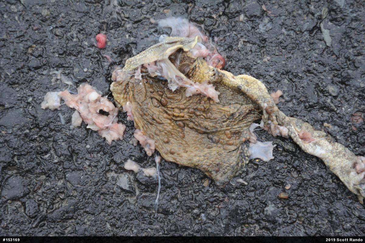 Eastern American Toad