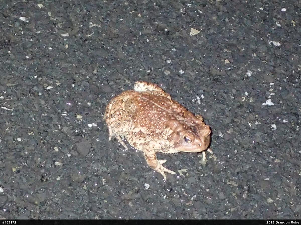 Eastern American Toad