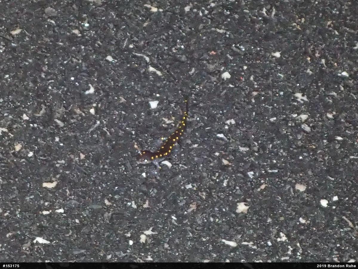 Spotted Salamander