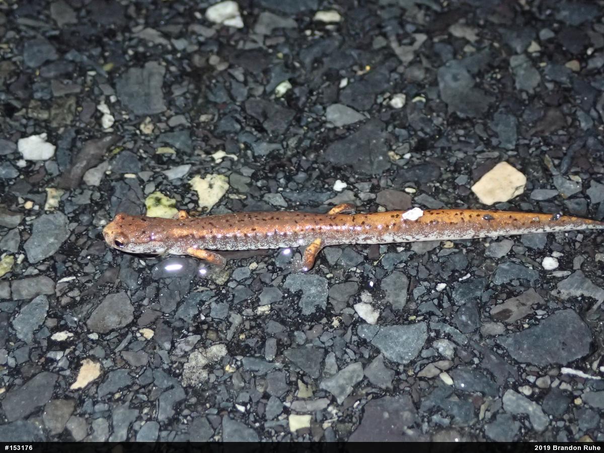 Four-toed Salamander