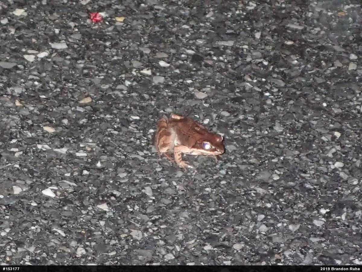 Wood Frog