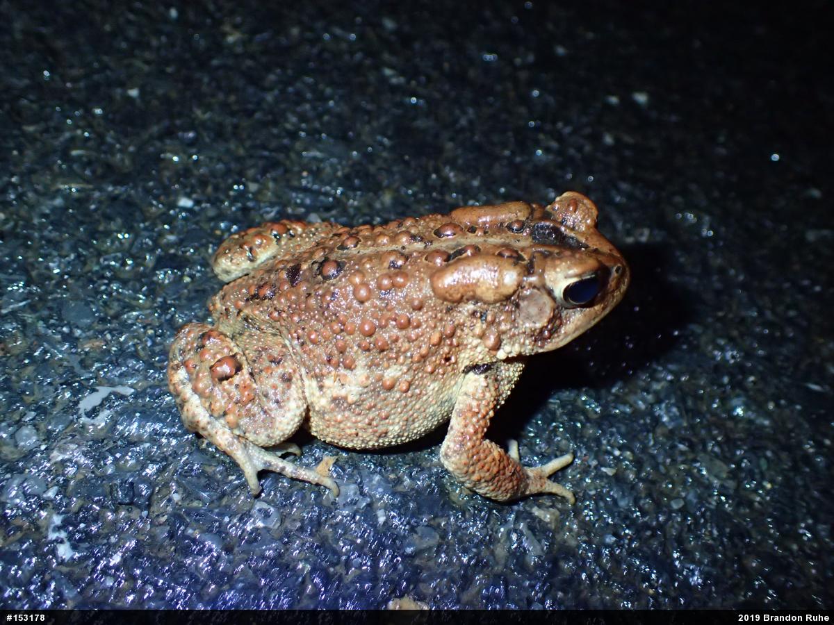 Eastern American Toad