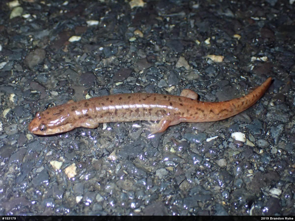 Northern Dusky Salamander