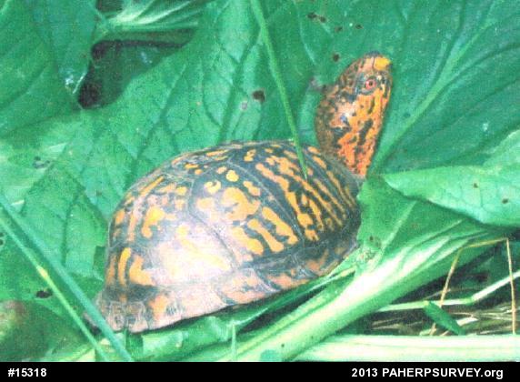 Eastern Box Turtle